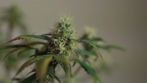 Orvosi Marihuána Rügyek Közelről Grownim Kannabisz Beltéri Hareves — Stock videók