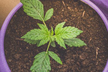 Tıbbi marihuana filiz. Kapalı büyüyen esrar bitki. Esrar. Dünyanın her yerinden yasallaştırma