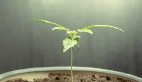 Brote Marihuana Medicinal Planta Marihuana Creciendo Interiores Cannabis Legalización Todo —  Fotos de Stock