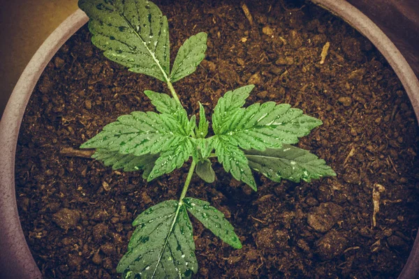 Brote Marihuana Medicinal Planta Marihuana Creciendo Interiores Cannabis Legalización Todo —  Fotos de Stock