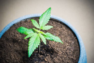Tıbbi marihuana filiz. Kapalı büyüyen esrar bitki. Esrar. Dünyanın her yerinden yasallaştırma.