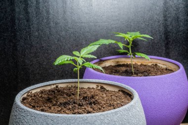 Tıbbi marihuana filiz. Kapalı büyüyen esrar bitki. Esrar. Dünyanın her yerinden yasallaştırma.