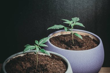 Tıbbi marihuana filiz. Kapalı büyüyen esrar bitki. Esrar. Dünyanın her yerinden yasallaştırma