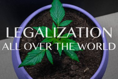 Tıbbi marihuana filiz. Kapalı büyüyen esrar bitki. Esrar. Dünyanın her yerinden yasallaştırma