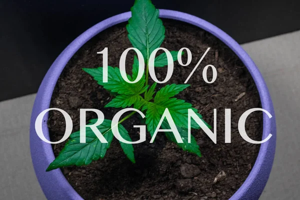 Sprout Medical Marijuana Marijuana Plant Growing Indoors Cannabis Legalization All — Stock Photo, Image