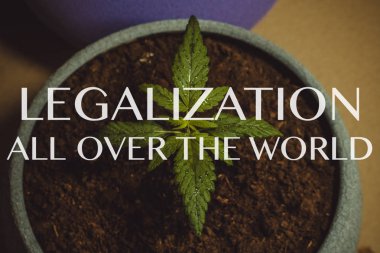 Tıbbi marihuana filiz. Kapalı büyüyen esrar bitki. Esrar. Dünyanın her yerinden yasallaştırma