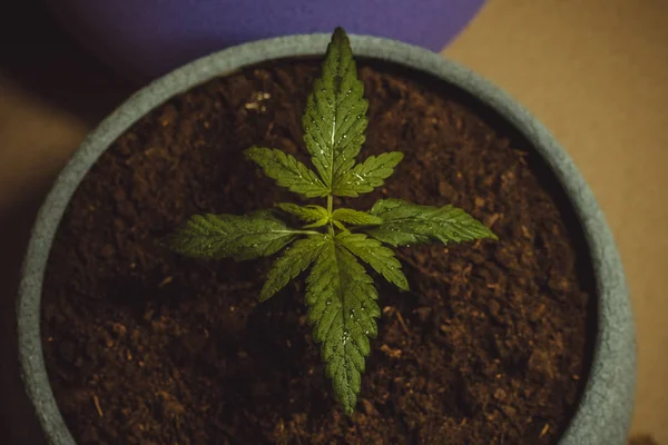 Brote Marihuana Medicinal Planta Marihuana Creciendo Interiores Cannabis Legalización Todo — Foto de Stock
