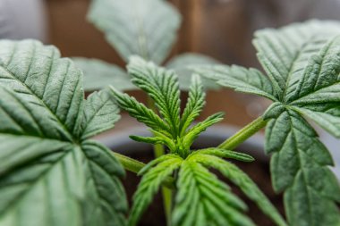 Tıbbi esrar bitki kapalı büyüyen. Sağlık tıbbi esrar ile. Kenevir bitki, organik