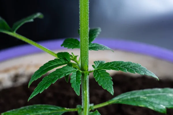 Cultivo Plantas Medicinales Marihuana Interiores Atención Médica Con Cannabis Medicinal —  Fotos de Stock