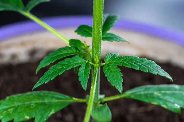 Cultivo Plantas Medicinales Marihuana Interiores Atención Médica Con Cannabis Medicinal —  Fotos de Stock