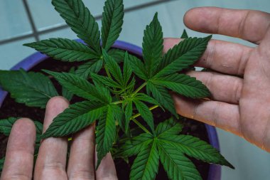 Adam elinde tıbbi esrar bitki yaprakları. Tıbbi esrar growind kapalı