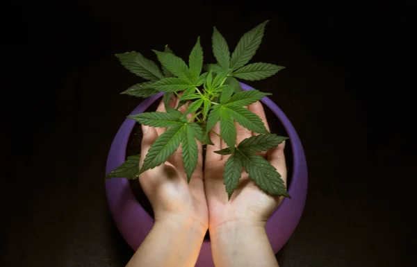Hojas Planta Medicinal Marihuana Manos Mujeres Cannabis Medicinal Growind Indoor —  Fotos de Stock