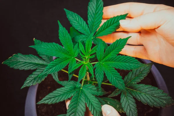 Hojas Planta Medicinal Marihuana Manos Mujeres Cannabis Medicinal Creciendo Interiores —  Fotos de Stock