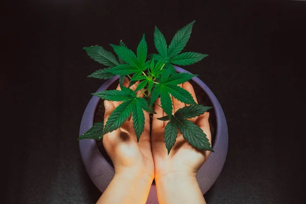 Blätter Einer Medizinischen Marihuanapflanze Frauenhänden Medizinischer Cannabis Anbau Innenräumen — Stockfoto