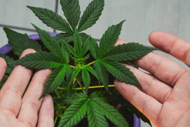 Adam tıbbi esrar bitki yaprakları tutuyor. Kapalı büyüyen esrar