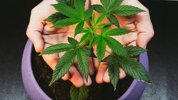 Guy Holding Leaves Medical Marijuana Plant Cannabis Growing Indoor — Stock Photo, Image