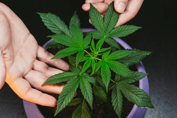 Tipo Tiene Hojas Planta Medicinal Marihuana Cannabis Creciendo Interiores —  Fotos de Stock