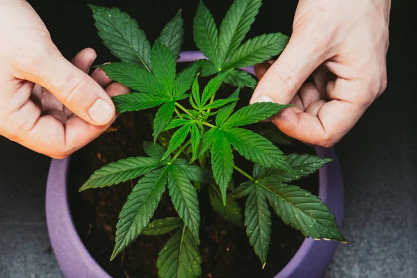 Guy Holding Leaves Medical Marijuana Plant Cannabis Growing Indoor — Stock Photo, Image