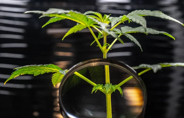 Pessoa Olha Para Planta Maconha Medicinal Com Lupa Cannabis Planta — Fotografia de Stock