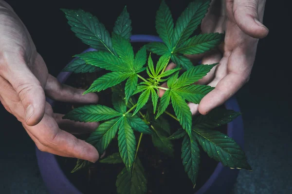 Hombre Tiene Hojas Planta Medicinal Marihuana Cannabis Creciendo Interiores —  Fotos de Stock