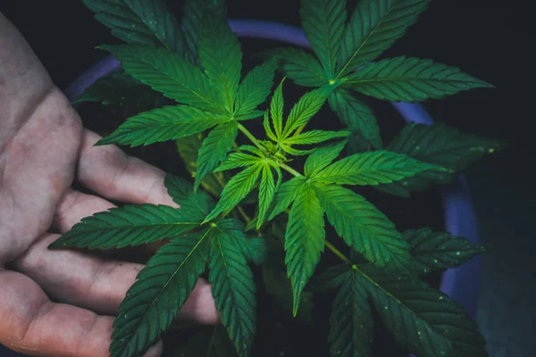 Hombre Tiene Hojas Planta Medicinal Marihuana Cannabis Creciendo Interiores —  Fotos de Stock