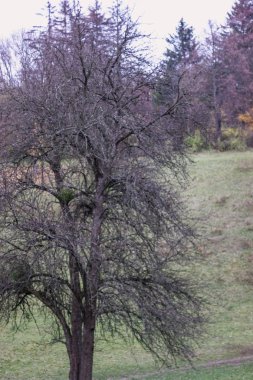 Sonbahar Yatay Milli Park Sofiivka, Uman, Ukrayna. Avrupa'nın en güzel plases
