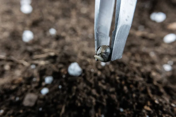 Planting Seed Medical Marijuana Hold Seed Tweezers Cannabis Growing Indoor — Stock Photo, Image