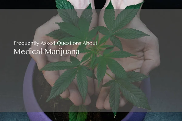 Planta Medicinal Marihuana Cultivada Interiores Cannabis Deja Primer Plano Legalización —  Fotos de Stock