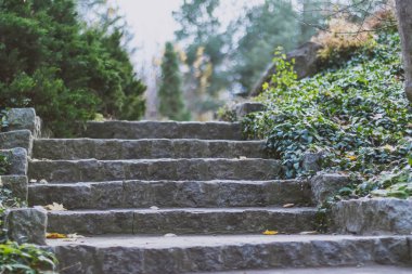 Milli park Sofiivka, Uman, Ukrayna adımda. Sonbahar orman. Güzel mous Avrupa'da yer