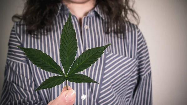 Pessoa segurando folha de maconha medicinal nas mãos. Folhas de canábis — Fotografia de Stock