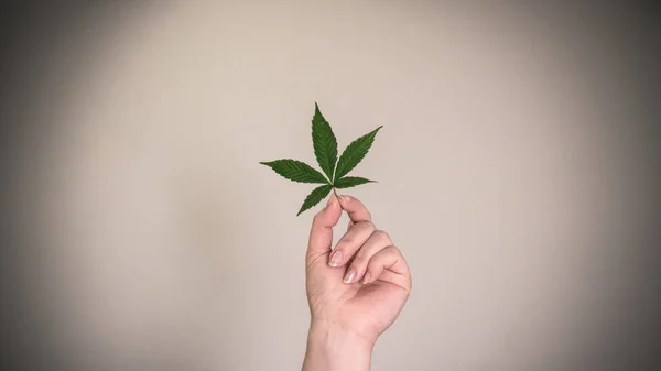 Persona con hoja de marihuana medicinal en las manos. Hojas de cannabis — Foto de Stock