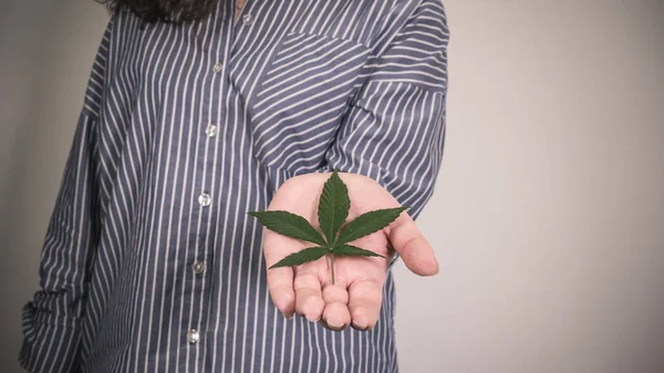 Houder van medische marihuanablad in handen. Cannabis bladeren — Stockfoto