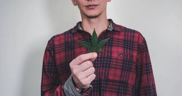 Tıbbi marihuana yaprağı elinde tutan kişi. Esrar yaprakları — Stok fotoğraf