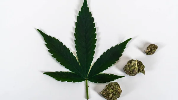 Medical Marijuana leaves and cannabis buds Close Up on white bac — Stock Photo, Image