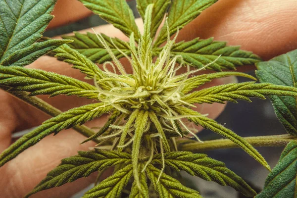 Bloei van de marihuanainstallatie. Medische marihuana groeiende binnen. C — Stockfoto