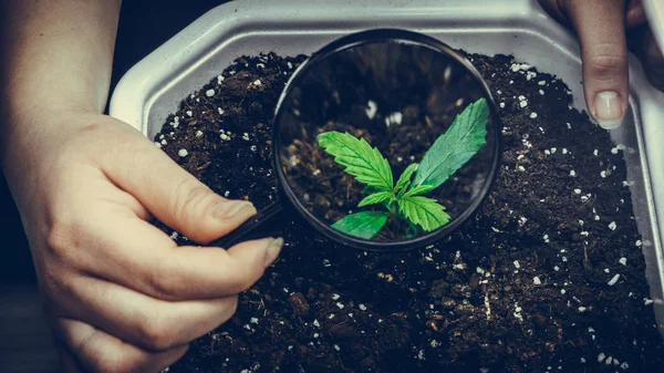 Brote de planta medicinal de marihuana creciendo en interiores. Planta de cannabis —  Fotos de Stock
