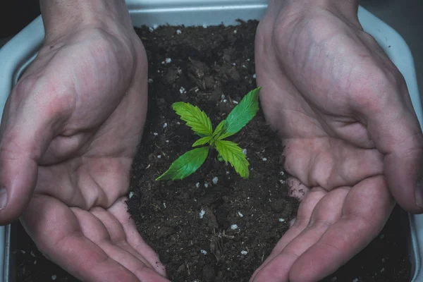 Brote de planta medicinal de marihuana creciendo en interiores. Planta de cannabis —  Fotos de Stock