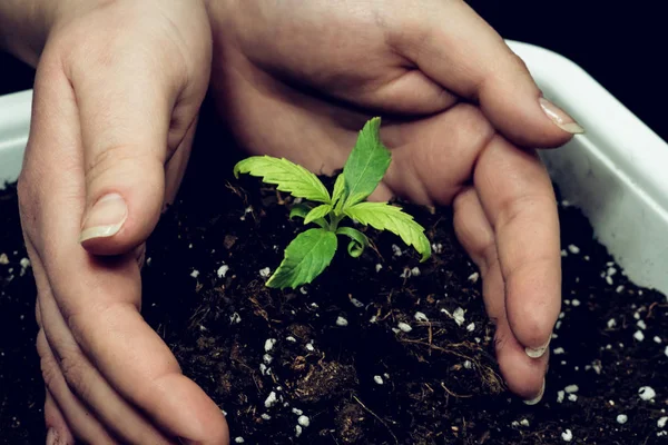 Brote de planta medicinal de marihuana creciendo en interiores. Planta de cannabis —  Fotos de Stock