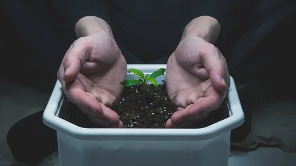 실내 성장 하는 의료 마리화나 식물의 새싹입니다. 대마초 공장 — 스톡 사진