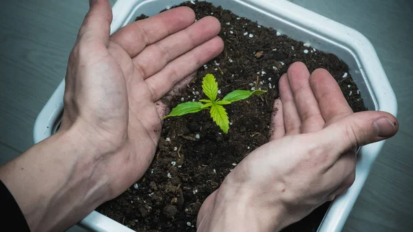 Sprout of medical marijuana plant growing indoor. Cannabis plant