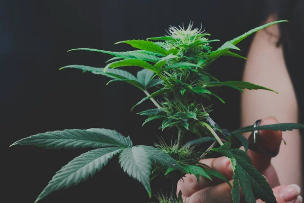 La persona recortando las hojas de la planta de marihuana medicinal de cerca . —  Fotos de Stock