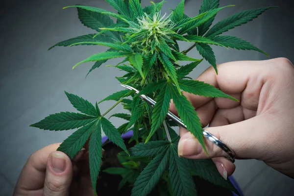 The person trimming leaves of medical marijuana plant close-up.