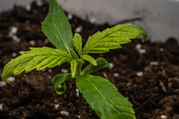 Brote de planta medicinal de marihuana creciendo en interiores. Planta de cannabis —  Fotos de Stock