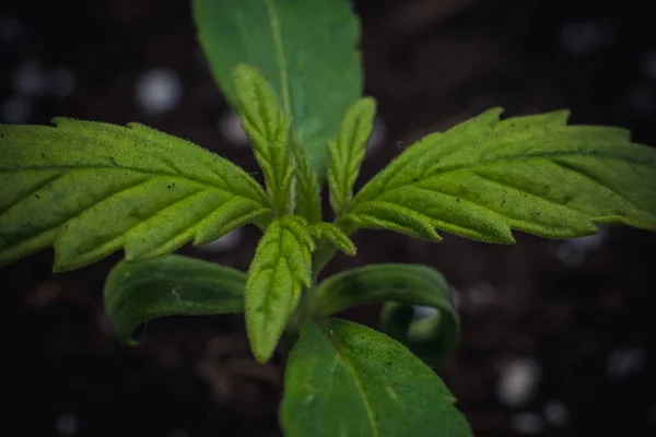 Brote de planta medicinal de marihuana creciendo en interiores. Planta de cannabis —  Fotos de Stock