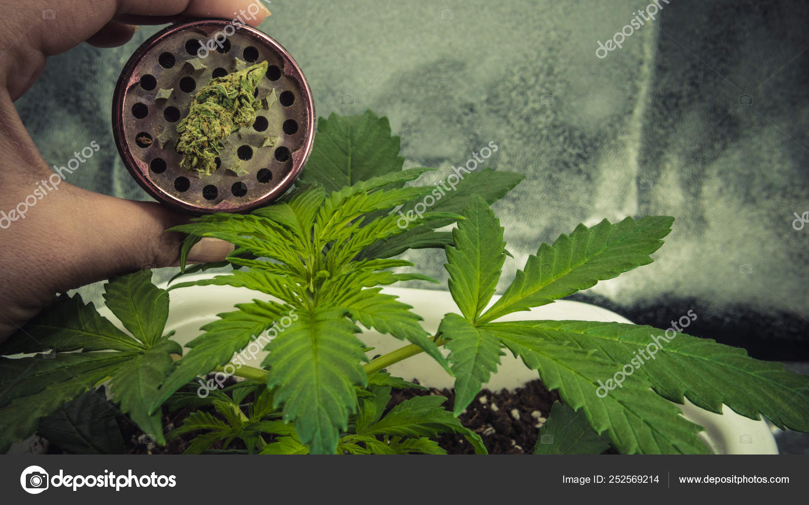 すべての美しい花の画像 ベスト50 大麻草 花 写真