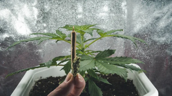 Planta medicinal de marihuana cultivada en interiores. Articulación de cannabis en hembra —  Fotos de Stock
