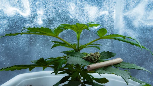 Медична рослина марихуани росте в приміщенні. Конопляний суглоб і бутони — стокове фото