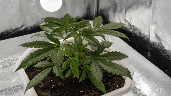 Медицинское растение марихуаны растет внутри помещения. Растение конопли
