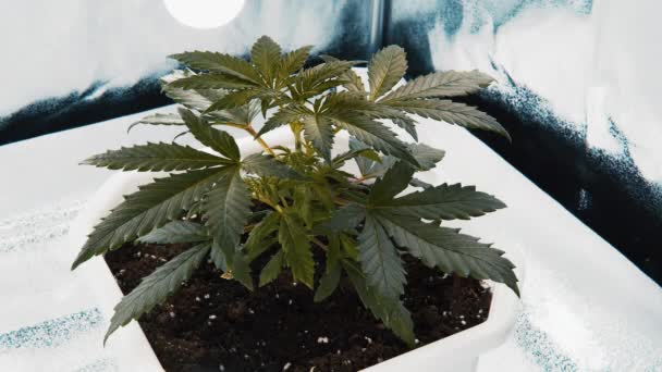 Выращивания марихуаны видео скачать химический заменитель марихуаны