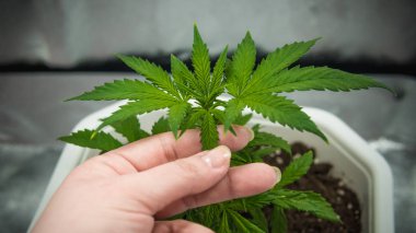 Kişi onun elleri tıbbi marihuana yaprağı tutar. Esrar 